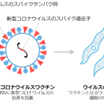 BC‐PIVを活用した新型コロナウイルス（SARS-CoV-2）ワクチンの作製プロセス