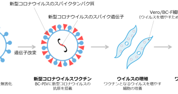 BC‐PIVを活用した新型コロナウイルス（SARS-CoV-2）ワクチンの作製プロセス