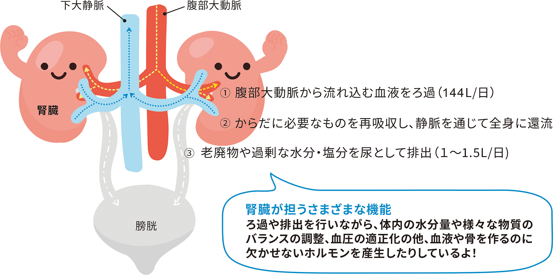 腎臓が担うさまざまな機能　ろ過や排出を行いながら、体内の水分量や様々な物質のバランス調整、血圧の適正化の他、血液や骨を作るのに欠かせないホルモンを産生したりしているよ！