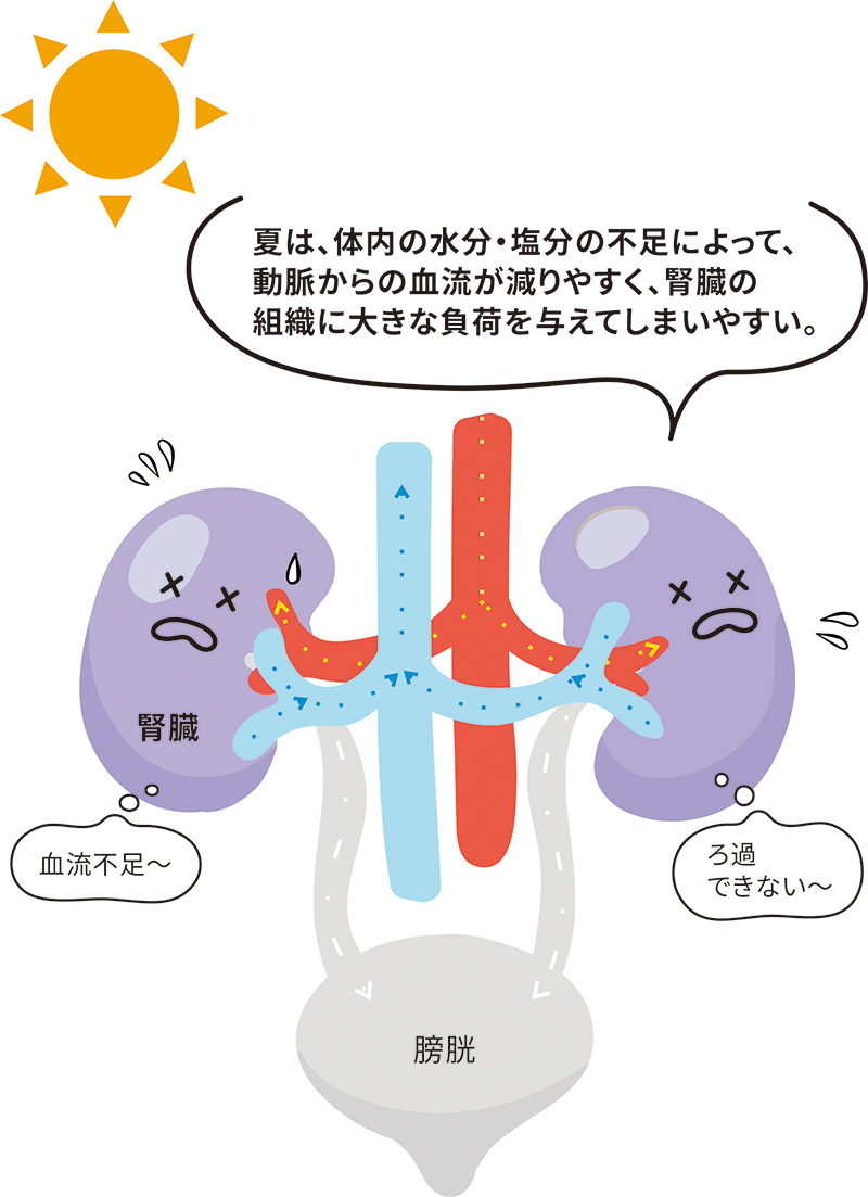 夏は、体内の水分・塩分の不足によって、動脈からの血流が減りやすく、腎臓の楚々機器に大きな負荷を与えてしまいやすい。